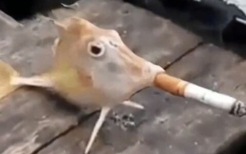 Animal Friends.mov