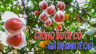 Kỹ thuật trong bưởi đỏ Đông Cao | Giống bưởi cổ Hà Nội