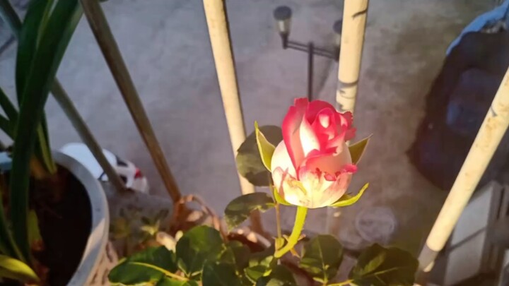 Aku punya bunga yang cantik