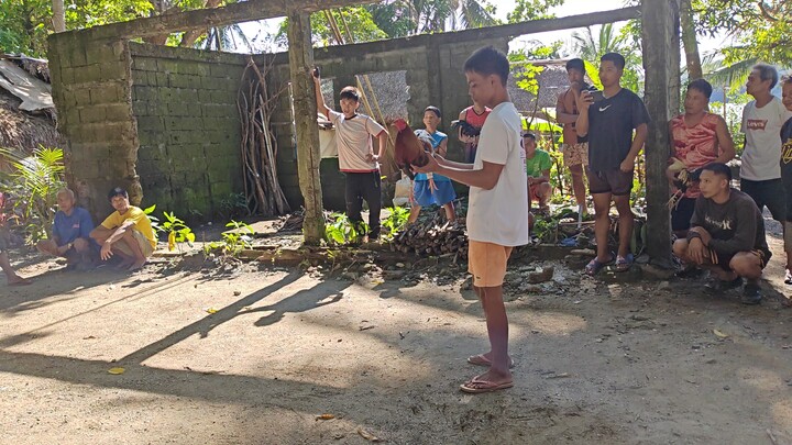 My Yellow Legged Hatch 11months (Win) walang sugat