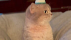Tôi đã mua nhầm cỡ mũ, nó hơi nhỏ đối với tôi nhưng lại vừa vặn với con mèo của chúng tôi.