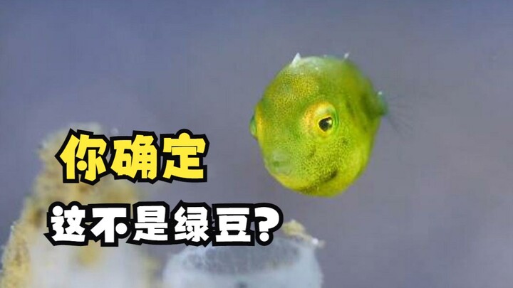 The Shortskin Puffer That Loves Stealing Fishing Bait!