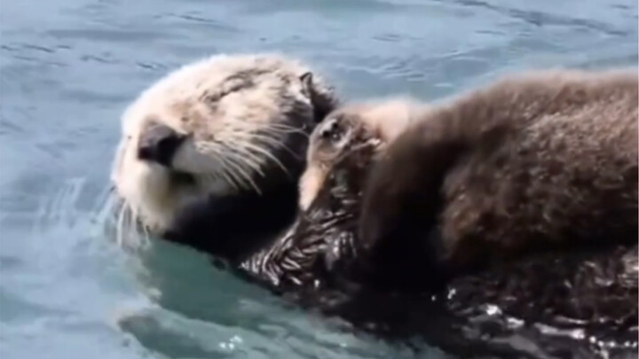 الأم القضاعة تُبلي بلاءً حسنًا في رعاية صغارها، وإن واصلت البكاء فسأغلق فمك!