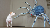 Dogs vs Giant Spider Prank สุนัขตลก Maymo Penny และ Potpie