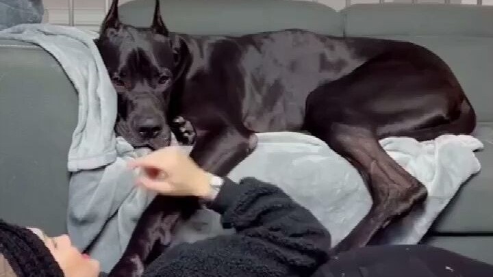 国外小姐姐和她养的大丹犬