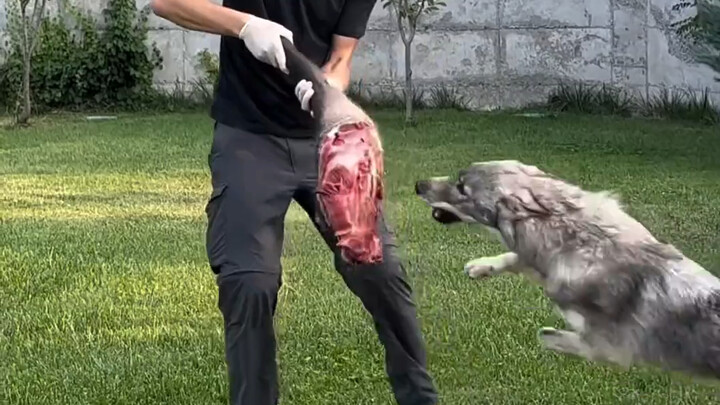 Seorang pria paruh baya di luar negeri menemukan seekor anak anjing yang membeku di halaman belakang