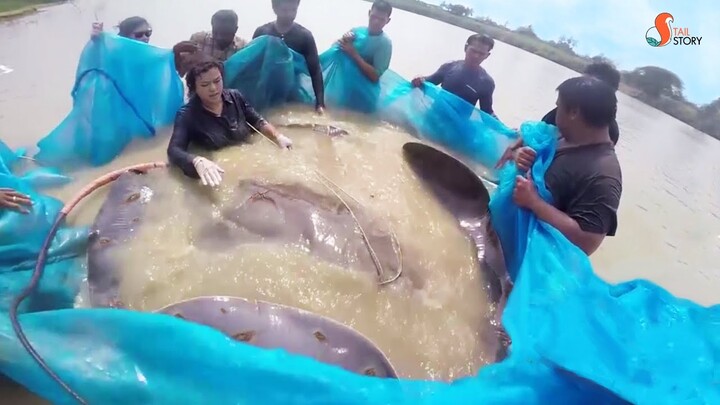 Saving the pregnant giant stingray from stabbing wounds. กระเบนยักษ์ท้องแก่ ถูกฉมวกแทงนับสิบแผล