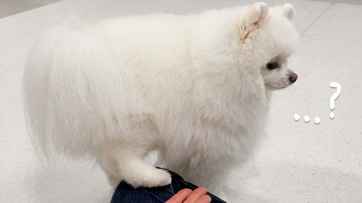 I tried to high-five the puppy, but something seemed to go wrong...