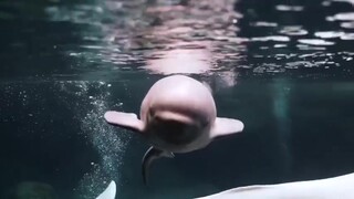 Paus putih besar di akuarium melahirkan! Ayo lihat betapa menggemaskannya bayi paus putih itu!
