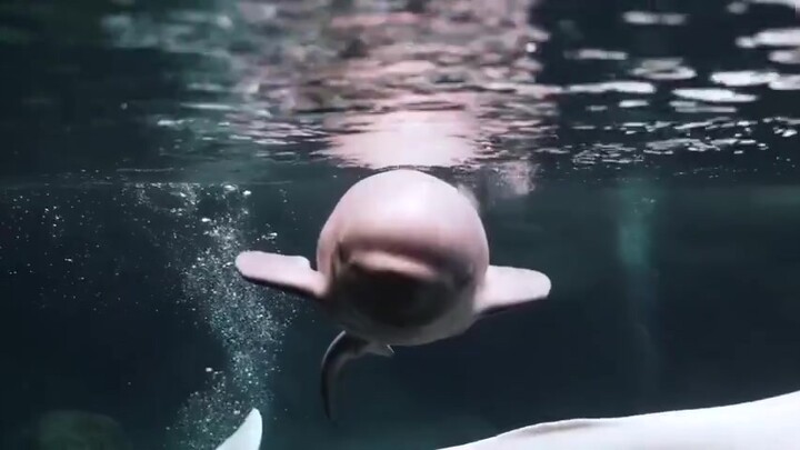 The beluga whale at the aquarium just gave birth! Come and see how adorable the baby beluga is!