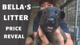 Vlog 129: BELGIAN MALINOIS FOR SALE | Philippines #papsnikstv #dogs