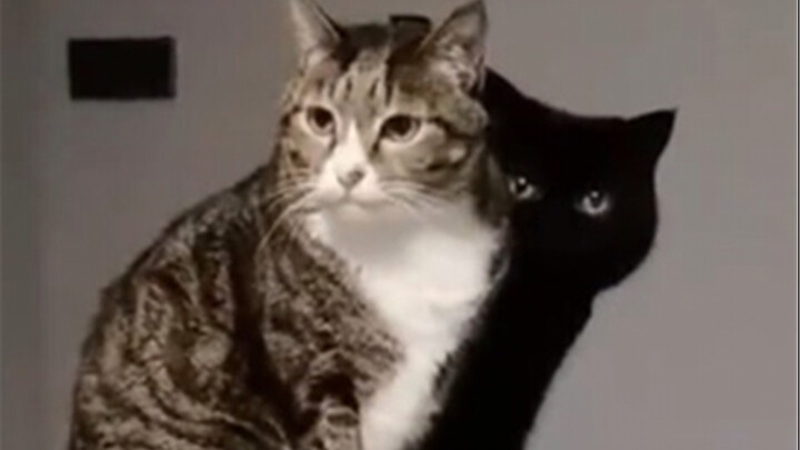 “Bayangan mungkin punya pikirannya sendiri”