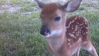 Sika deer, small and fragrant