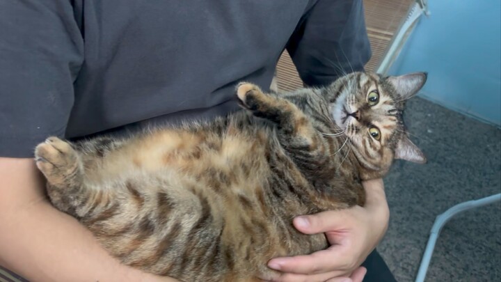 صديقها يعود إلى المنزل كل يوم ويُسارع إلى احتضان قطته التي رباها بنفسه منذ أن كانت صغيرة؛ كلما نظرت 