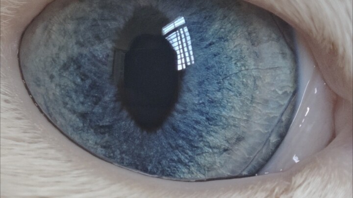 eye