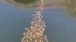 Kawanan ikan mengikuti seekor bebek dan berenang menjauh. . .