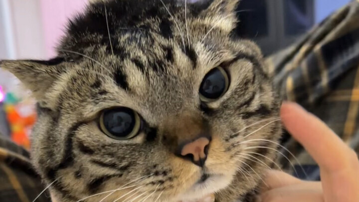 ลูกแมวตัวน้อยศัลยกรรมตกแต่งใบหน้าผิดพลาด คุณหมอช่วยกู้สถานการณ์ไว้ได้อย่างยอดเยี่ยม