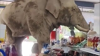 泰国一头大象到杂货店找吃的，顺走了一些甜米饼、三明治、香蕉...这么大的个头，小店都快装不下了！