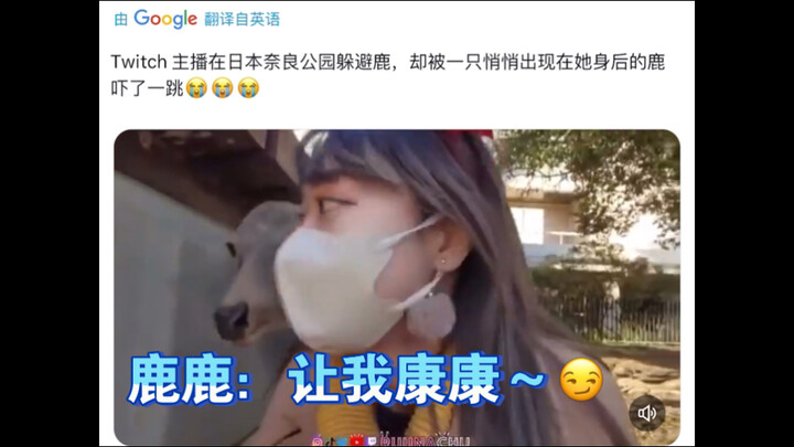 Twitch streamer tries to dodge a deer chasing her, but gets spooked by a deer that quietly sneaks up