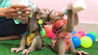 Feeding Mino and Coconut monkeys milk