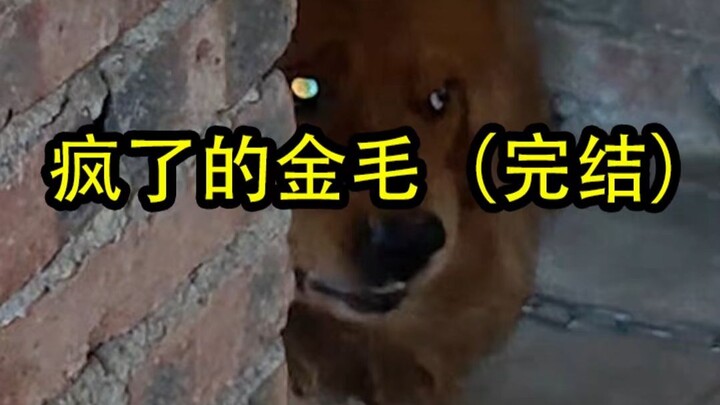 Anjing golden retriever ini sudah gila