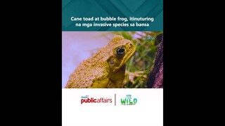 Cane toad at bubble frog, itinuturing na mga invasive species sa bansa #shorts | Born to be Wild