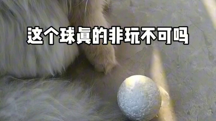 The kitten is in heat, but her husband just eats and plays with the ball. So, is the ball more impor