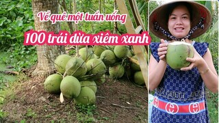 #138 : Về quê chơi 1 tuần uống 100 trái dừa xiêm xanh bể bụng luôn