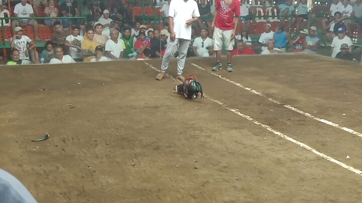 Alimbuyugin vs Dalusapi (loss)