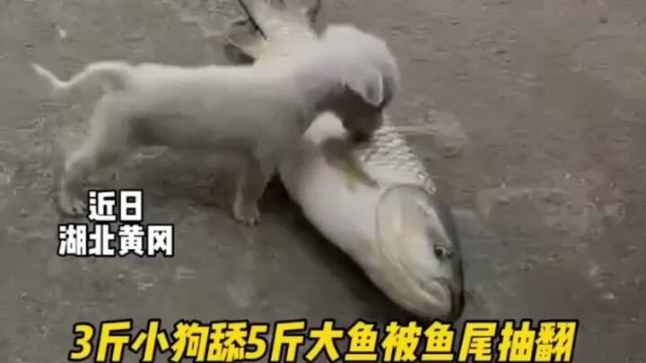 Cute puppy licks a grass carp—only to get knocked over and scram in a panic!