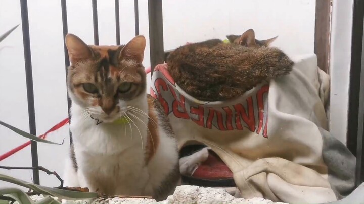 Pick up the cat follow-up 1