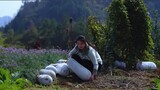 Harvesting 100KG of GIANT Winter Melon! It Takes 9 Months from Seedling!