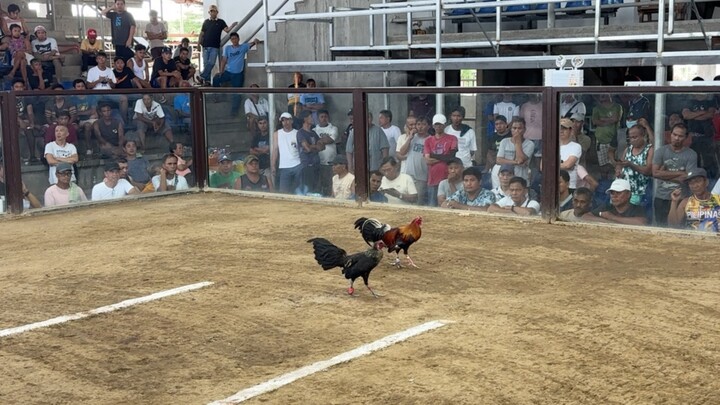 2 hits timbangan @ Vargas Coliseum - First Fight - F1 Super Hennie