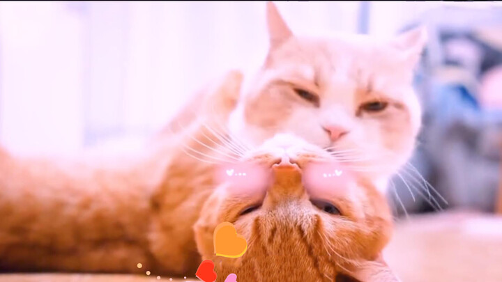 Cats Group มาแล้ว เลือกตัวไหนดีงับ