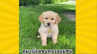 สัตว์เลี้ยงเพื่อนขนปุย : น้องหมาขนทองจอมซน