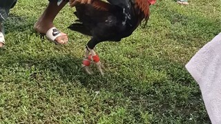 battle