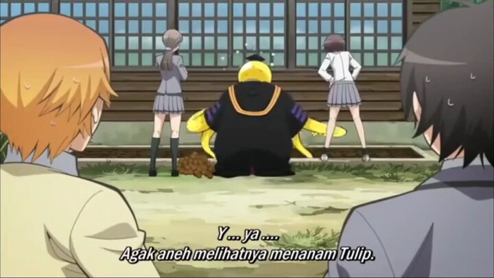 mahluk super menanam tulip