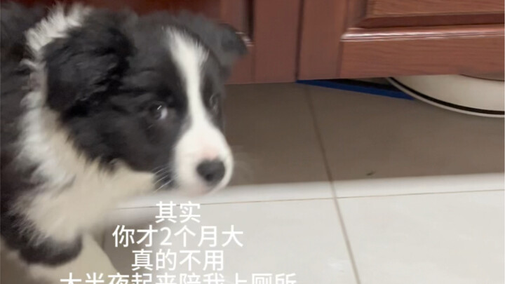 Do all Border Collies like to accompany their owners to the bathroom?