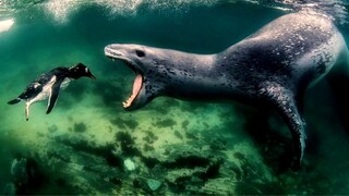 Sea Lion Rips A Penguin Apart.