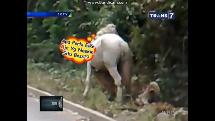 CCTV - 31 Desember 2015