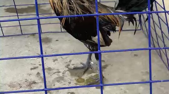 10 momths & 21days. sasabak sa april 9 2026 3cock sana makapasa. heje