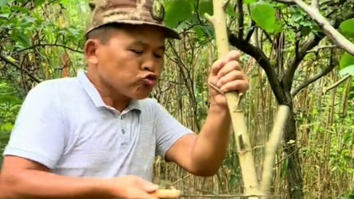Larva kumbang tanduk menyerang berbagai jenis pohon; untuk kumbang tanduk yang menyerang pohon buah,