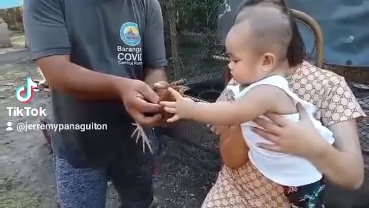 the baby boss on farm of chicken 😁💪💪💪