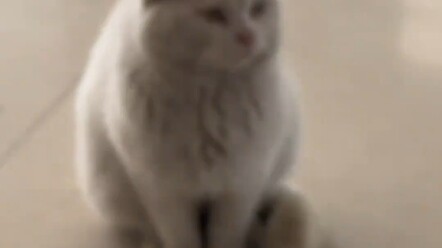 เจ้าแมวน้อยคิดในใจ: ขอข้าวฟรีสักหน่อยได้ไหม?