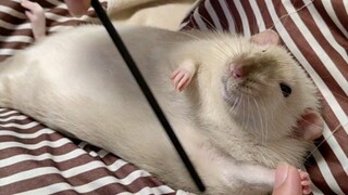 How my mother helped me raise chinchillas when I went to school