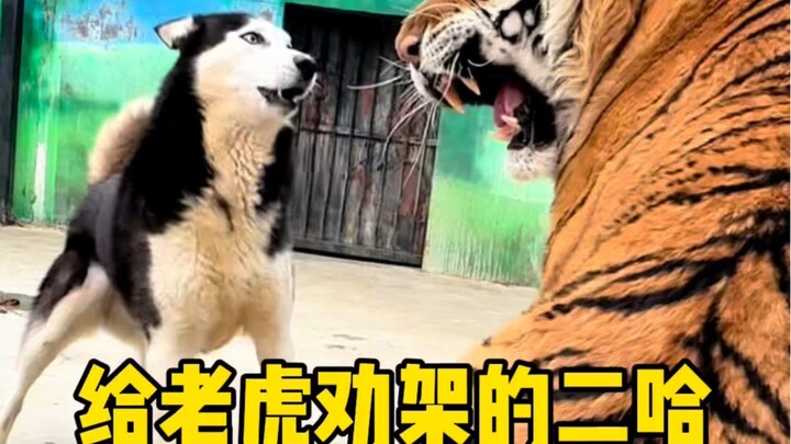 Whether the tiger enclosure is chaotic or not—only the husky gets to decide!