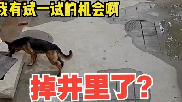 This German Shepherd is loyal, but not much