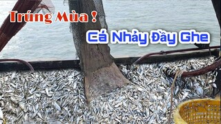 Hai cha con mừng rỡ ''Trúng Mùa'' cá nhảy trắng lăn trên ghe | Ngư Dân Miền Tây