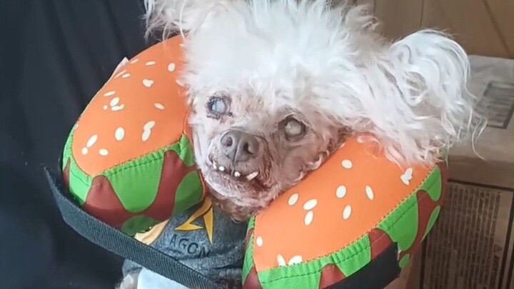 A dog that looks especially old is still the apple of its owner’s eye.
