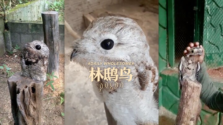 【Burung Mimpi Buruk / Hati-hati】Burung Potoo